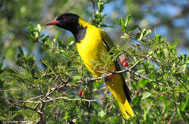 Bird Viewing