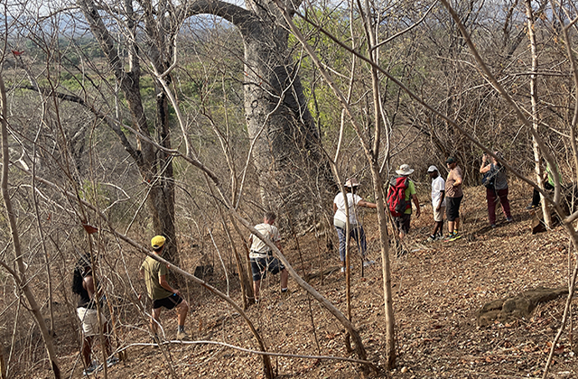 Forest Walks